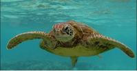 南太平洋海底發現螢光海龜