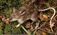 新品种　印尼发现猪鼻鼠