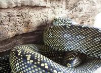 悉尼动物园15爬行动物被盗　包括8条蟒蛇