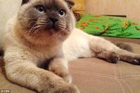 暹罗猫儿被网民推选为俄罗斯小城热门市长　