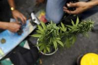 哥伦比亚允医疗用大麻合法化