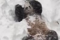 华盛顿动物园大熊猫“添添”兴奋玩雪