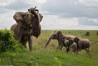 母象护幼象　象牙挑起水牛扔落地　