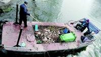 濟南大明湖放生破壞生態　每日撈百斤死魚