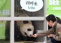 中國一對大熊貓抵南韓　下月與民眾見面