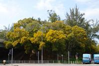 “台湾相思”渐老化　本土植物替代减塌树意外