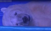 廣州商場北極熊神情呆滯　網聯署籲釋放