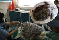 海洋垃圾威脅　海洋公園為「腸套疊」綠海龜進行切除手術