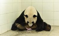 大熊猫“淑琴”诞首胎