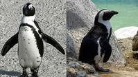 台動物園引入「黑腳企鵝」惹爭議　市長否決建議
