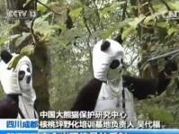 防熊猫攻击　饲育员扮成狮子老虎“靠吓”