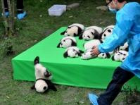熊猫宝宝不慎跌下舞台　成“世界最佳照片”