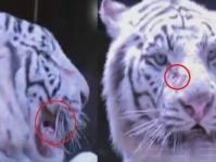 白老虎拒表演遭鞭打跌落水虎牙被拔　杭州野生动物世界否认虐待