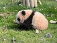 22年內6隻大熊貓身亡　上海野生動物園認獸醫臨床經驗不足