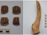陕西镐京遗址发现鳄鱼骨板　西安远古时代疑有野生鳄鱼出没