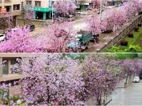 柳州逾万株洋紫荆盛放　粉色花海美不胜收　