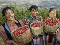 雲南省1斤咖啡豆價格不如1杯咖啡　冀政府推動發展