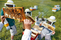 瑞士研究報告指  超過75%平均水平   86%含農藥殘餘物 北美蜂蜜「冠」全球