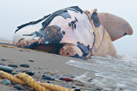 露脊鲸连续死亡证因船撞网缠