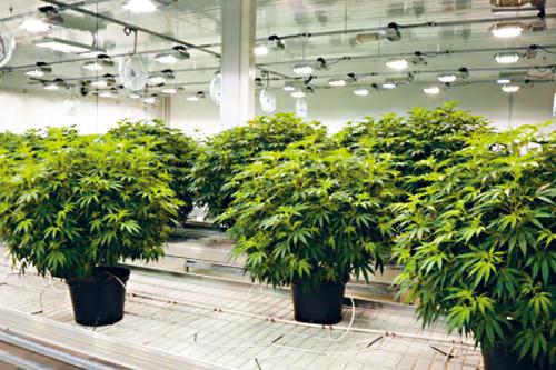 部份投资者已转为投资大麻业。
CBC电视图片