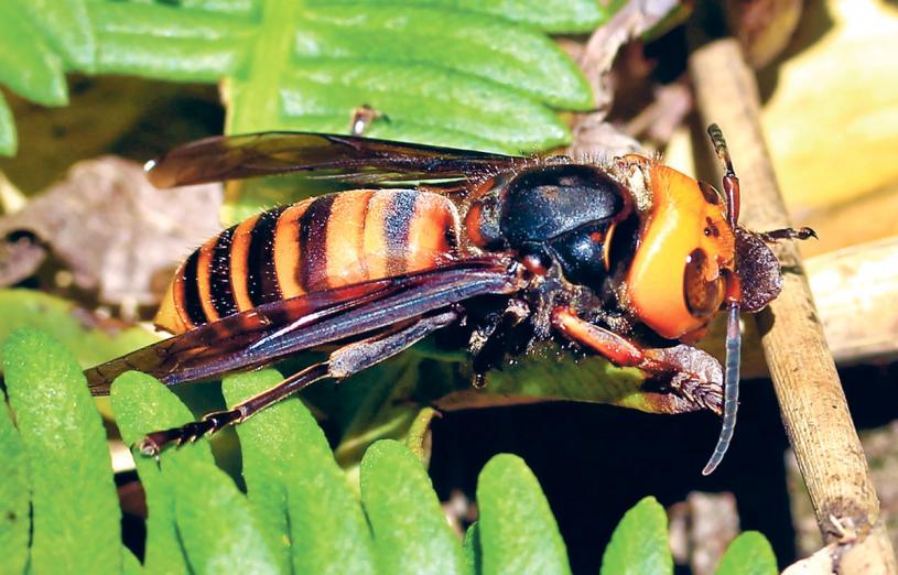 ■亚洲巨型大黄蜂首次出现在卑诗省，引起养蜂人恐慌。网上图片