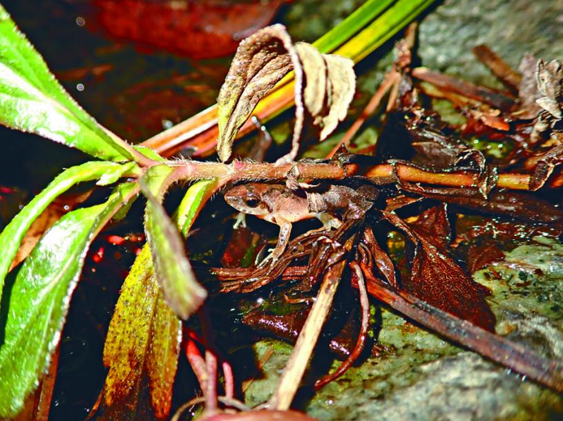 有環保團體首次在沙螺洞發現香港特有的瀕危「盧氏小樹蛙」。