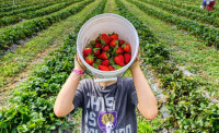 多倫多自摘草莓場  本月照常開放