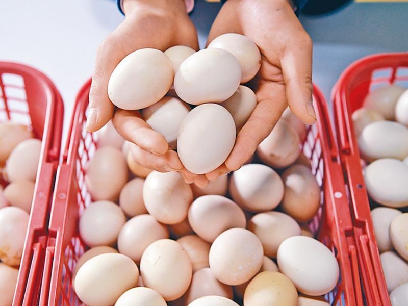 【健康Talk】食雞蛋助減認知障礙風險 蛋白蛋黃營養素「各有千秋」