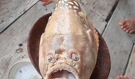 出海捕獲 人面魚 泰漁民怕招厄運送交研究中心 出海捕獲 人面魚 泰漁民怕招厄運送交研究中心