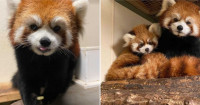 【多圖】多倫多動物園紅熊貓母染急病離世 遺下丈夫與幼女