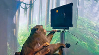 猴子用「意念」玩遊戲