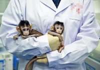 疫苗研发成抢手货 实验猴涨价至6.2万