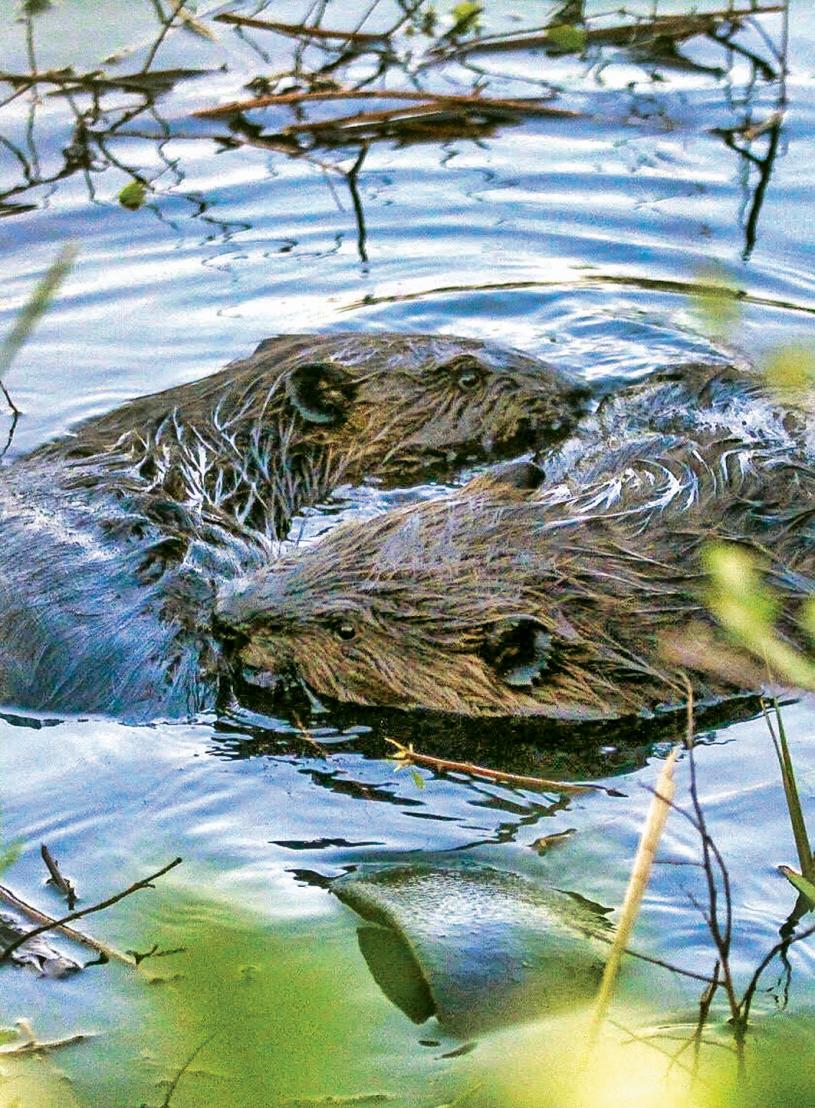 兩隻河狸在列治文一個池塘中互相依偎，狀甚親密，形狀又令人聯想到太極圖案。歐陽岳勳攝