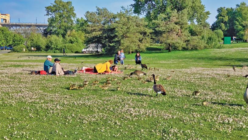 春光明媚，在溫市范尼爾公園（Vanier Park），日前一群初生鵝在成年鵝的帶領下吃草，直闖遊人區。彼此好奇之下，倒是相安無事。本報記者攝