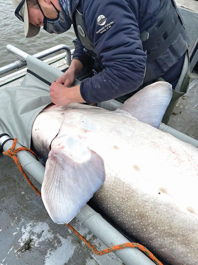 ■保育中心曾于2011年捕获同一条鲟鱼。NWSCC