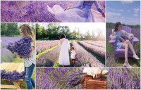 紫色之路：遊走夏日安省9個薰衣草場