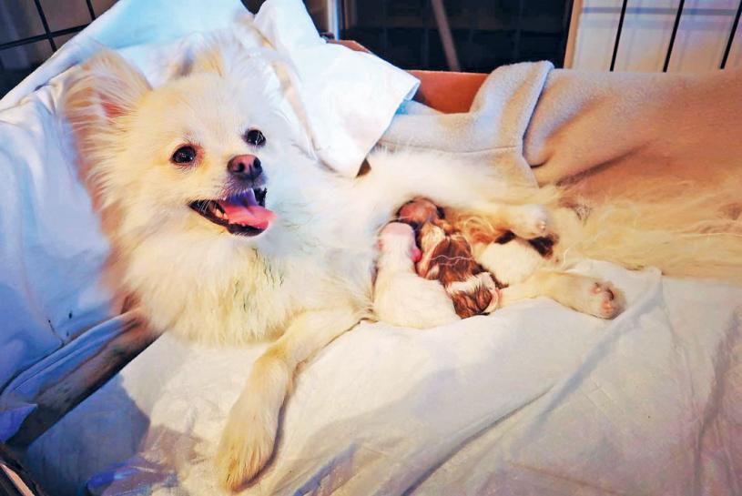 ■褚小姐的博美生了3只小狗。受访者提供