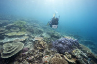 10年內全球14%珊瑚死亡 氣候暖化水溫上升為元兇