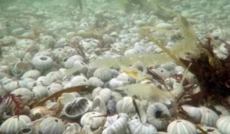 北海道渔业旺季遇红潮海胆三文鱼大量死亡损失46亿日圆 北海道渔业旺季遇红潮海胆三文鱼大量死亡损失46亿日圆