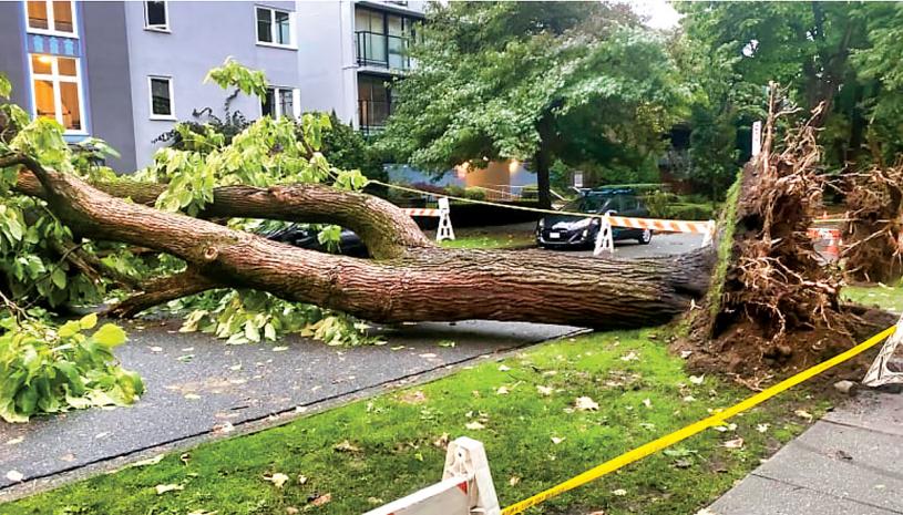 ■温市西端倒下的梓树。Reddit