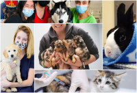 【好生活】多伦多15家动物医院   紧急护理显真章