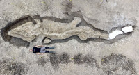 有片| 英中部水庫發現魚龍化石 長10米重1噸歷來最完整