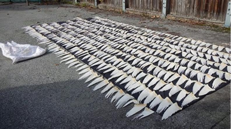 溫哥華一間中藥店因進口保育類鯊魚翅判罰7.5萬元。環境部資料圖片
