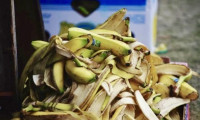 食完香蕉咪當垃圾丟棄  光照蕉皮變有用氣體固體