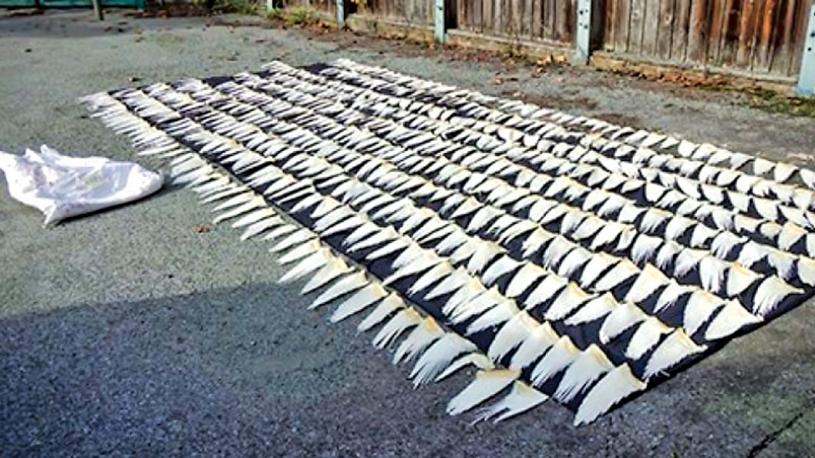 温哥华一间中药店因进口保育类鲨鱼翅被判罚7.5万元。 环境部资料图片