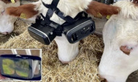 土耳其乳牛戴VR頭罩   減焦慮更快樂增奶量