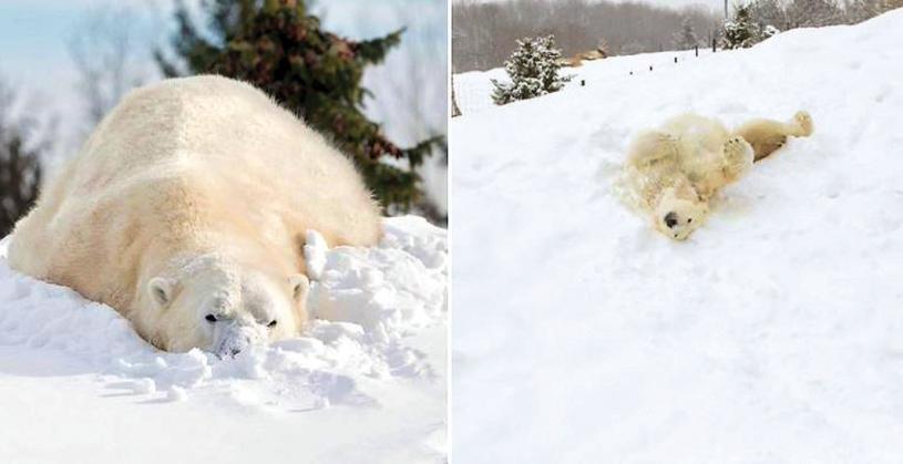 ■多倫多動物園的北極熊躺在雪地上，是否有回到家鄉的感覺呢？網上圖片