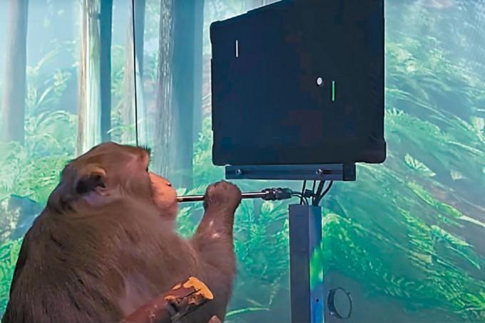 馬斯克發布的影片顯示，腦部殖入晶片的獼猴懂得玩乒乓球電玩。