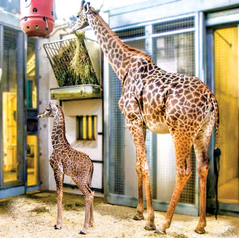 ■多倫多動物園考慮為動物接種疫苗。資料圖片