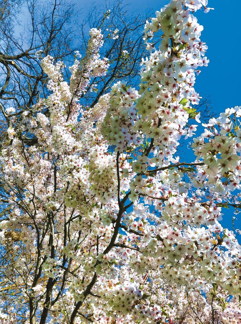■海柏公園的櫻花。本報資料圖片